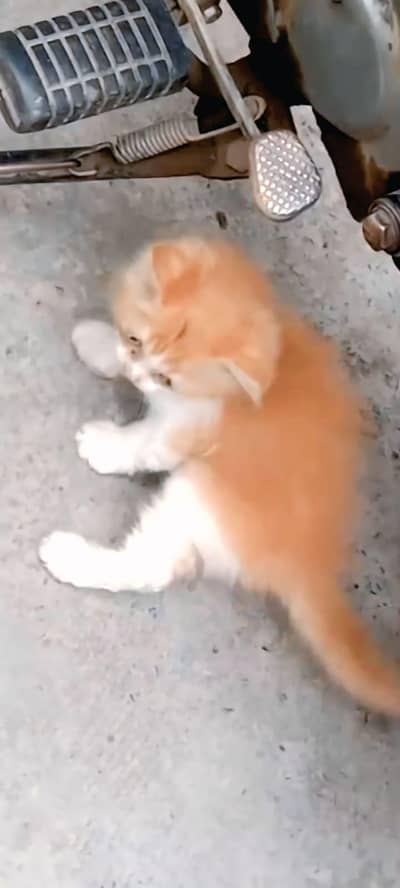 SIMBA