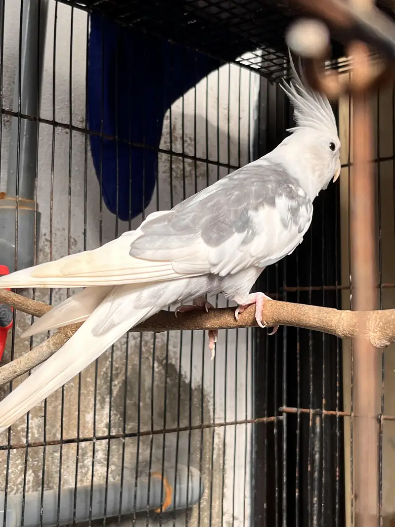 2 Grey Cockatiels And Eno Pied Male — photo 5