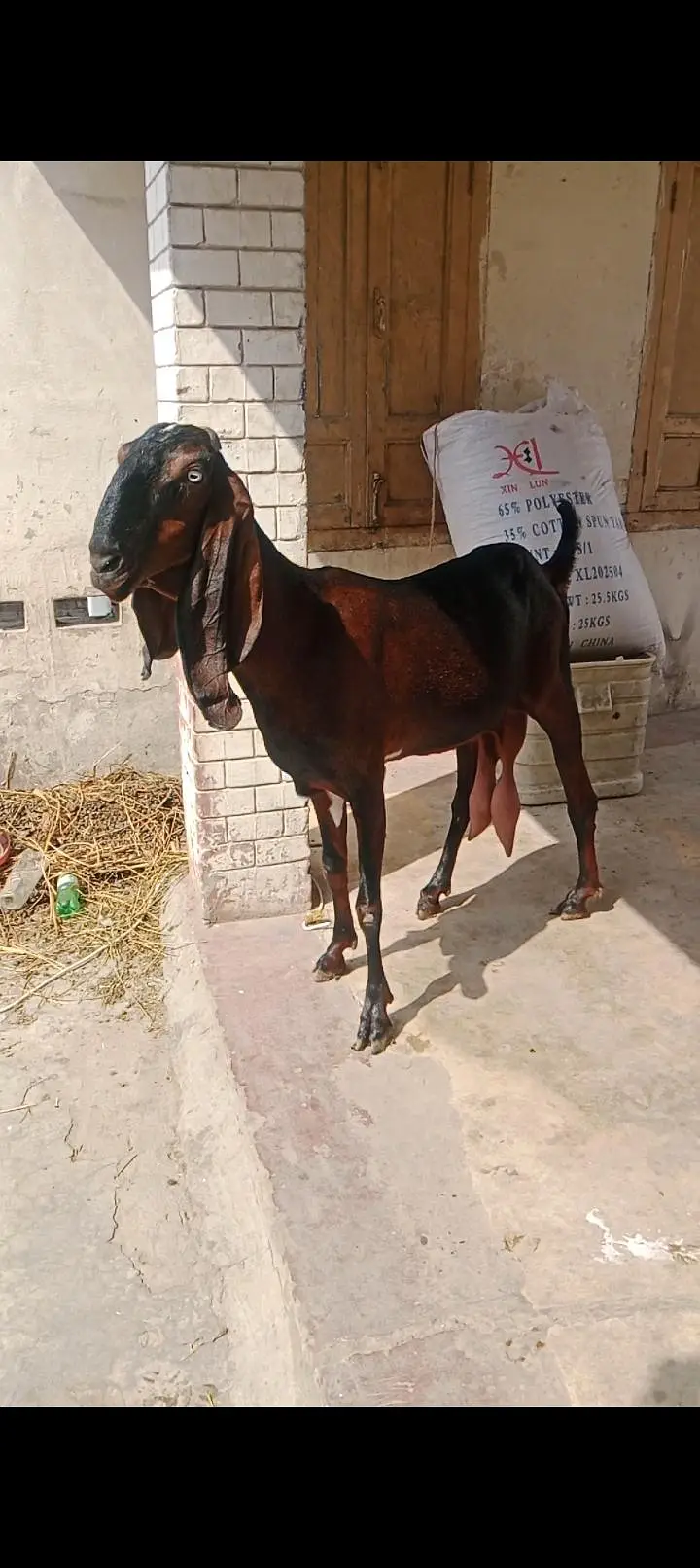 fresh 8 dant hait 36 7 din ki cross lekn khli kr ka degy 03104323502 — photo 2