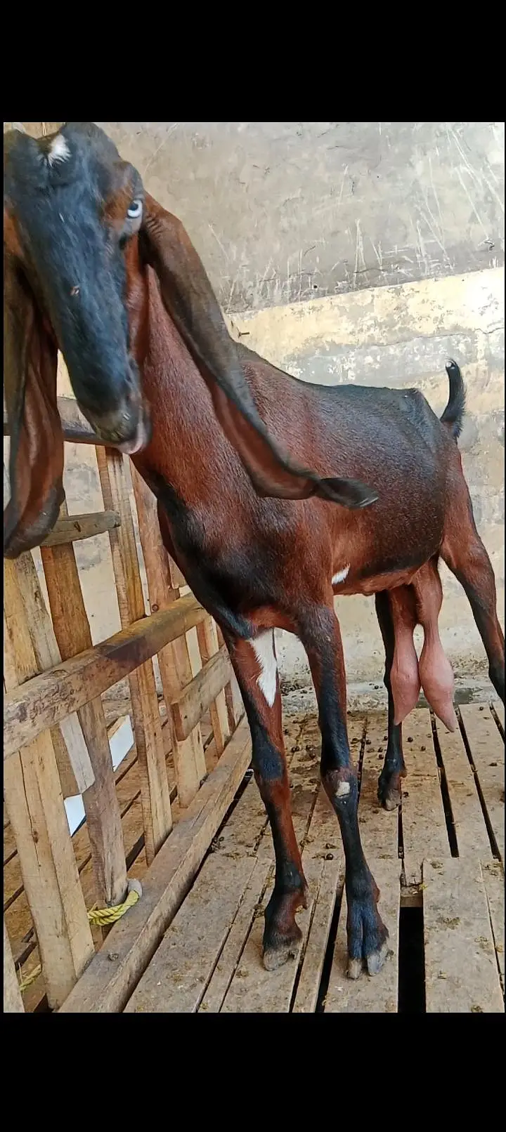 fresh 8 dant hait 36 7 din ki cross lekn khli kr ka degy 03104323502 — photo 3