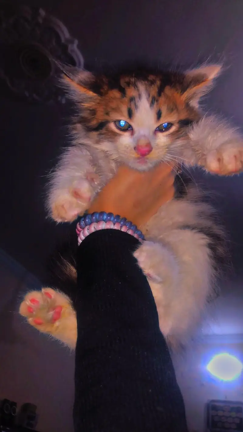 Selling persion Kittens — photo 3