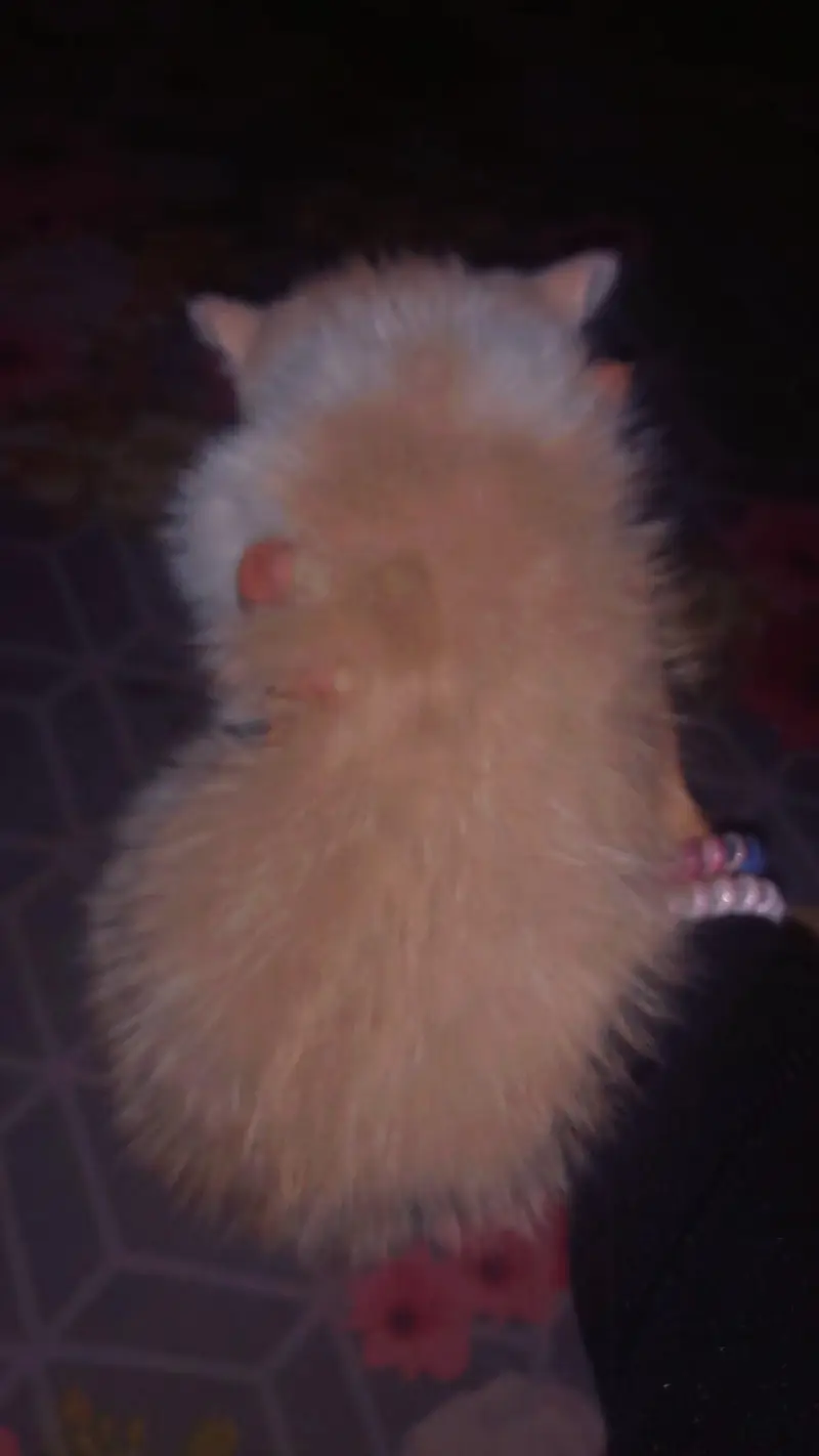 Selling persion Kittens — photo 4