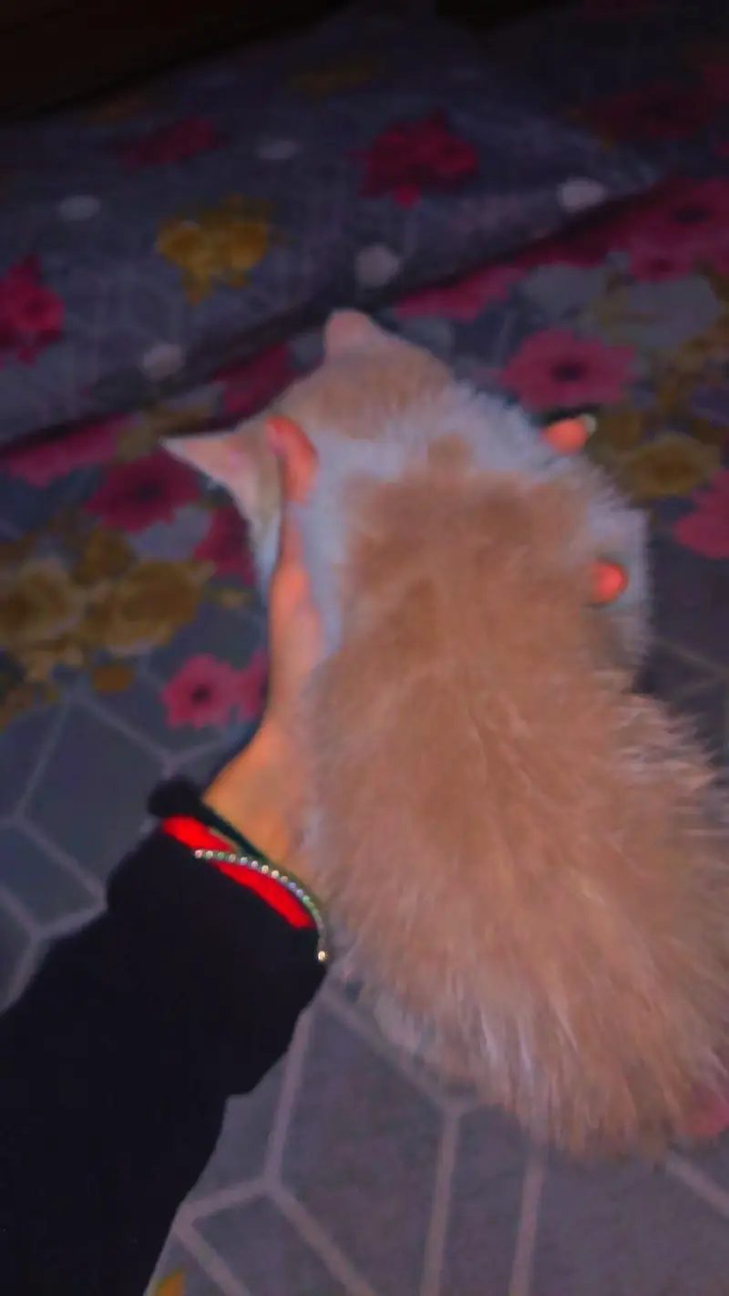 Selling persion Kittens — photo 5