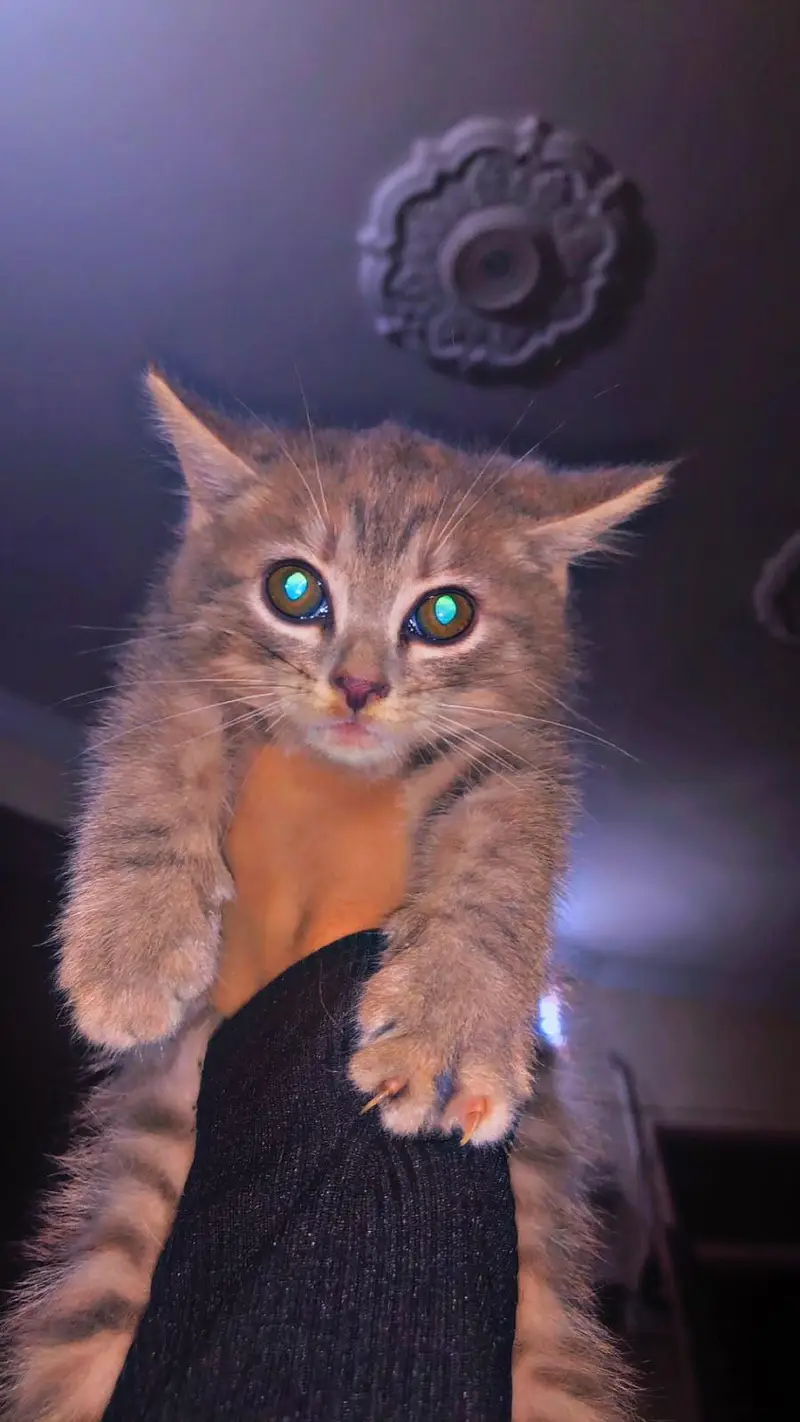Selling persion Kittens — photo 6