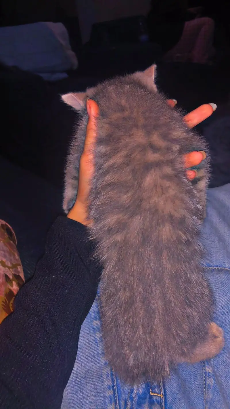 Selling persion Kittens — photo 7