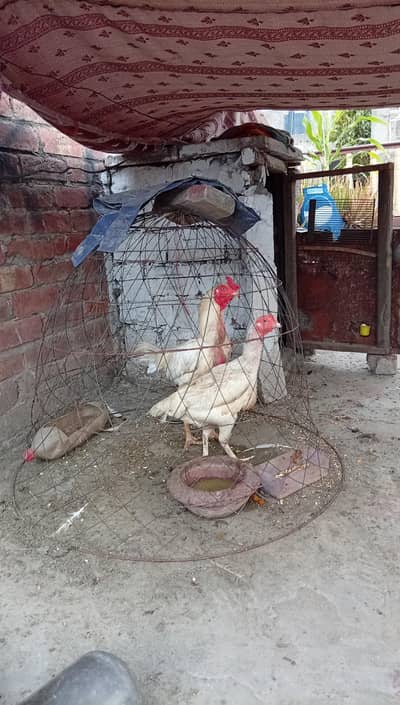 breader pair of heera aseel