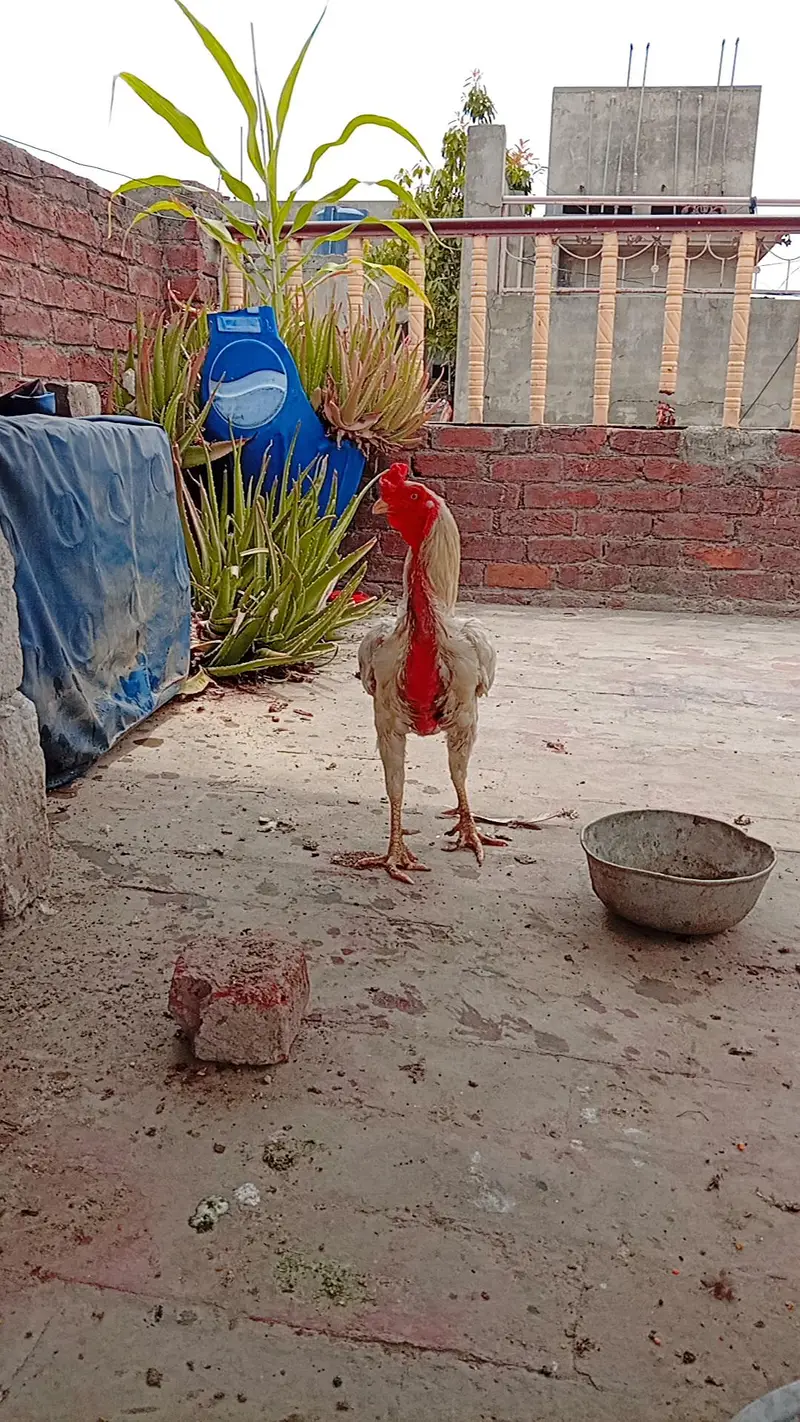 breader pair of heera aseel — photo 3