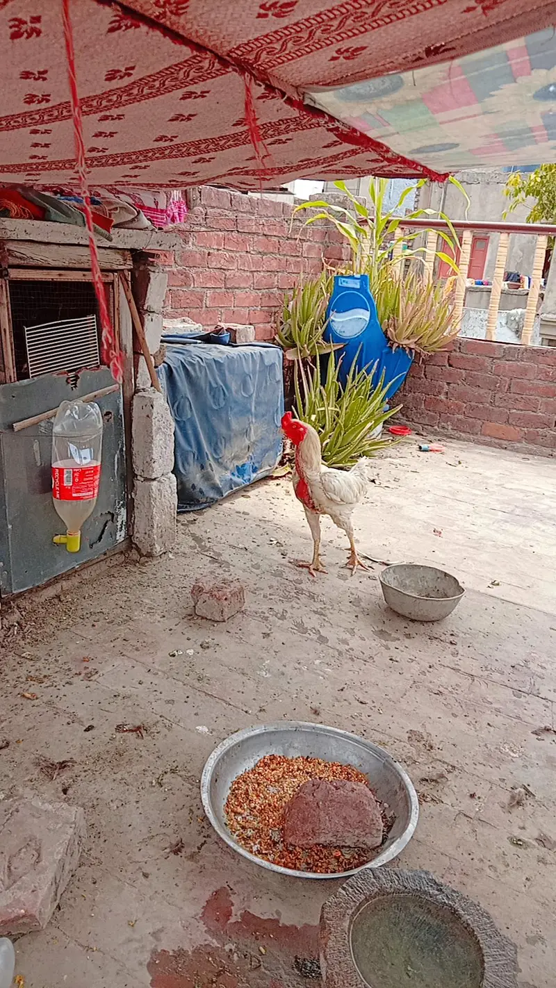 breader pair of heera aseel — photo 4