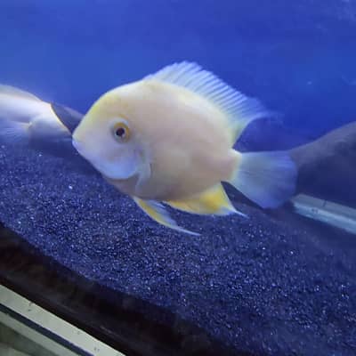 Exotic Oscar, Severum , Channa for Sale (Urgent)