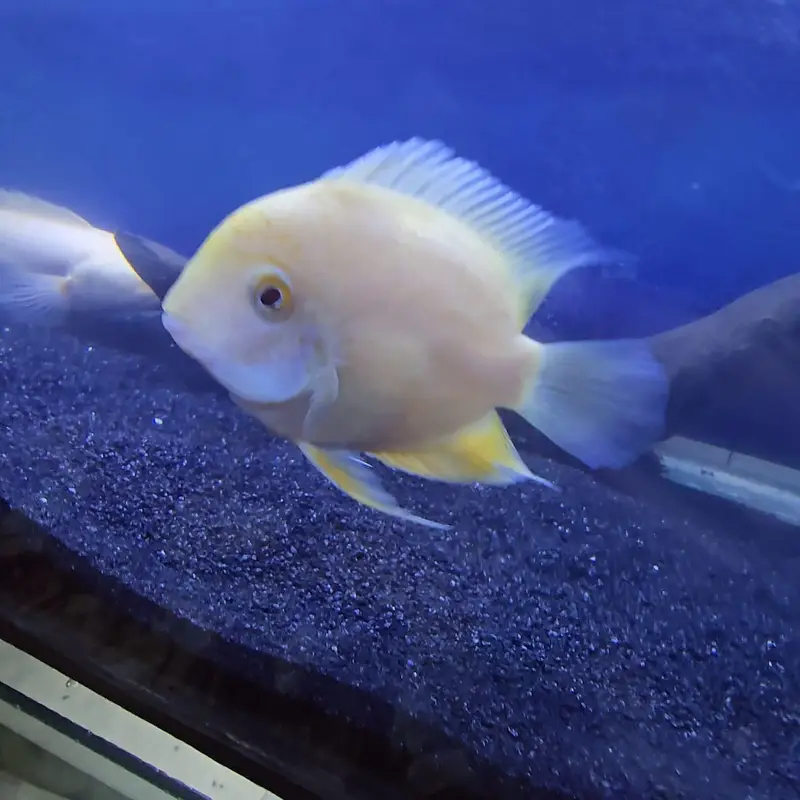Exotic Oscar, Severum , Channa for Sale (Urgent)