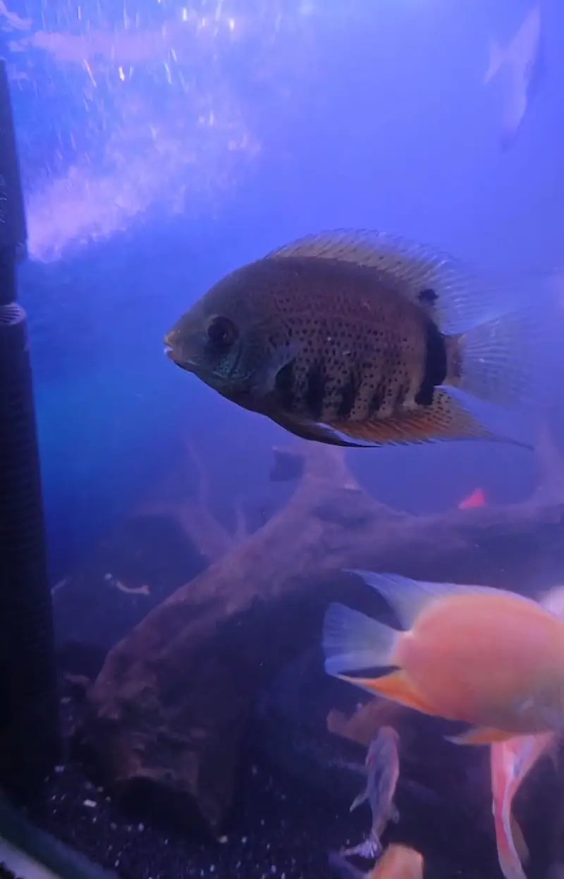 Exotic Oscar, Severum , Channa for Sale (Urgent) — photo 3