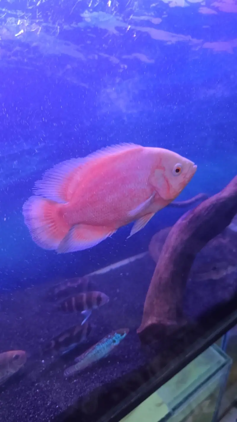 Exotic Oscar, Severum , Channa for Sale (Urgent) — photo 4