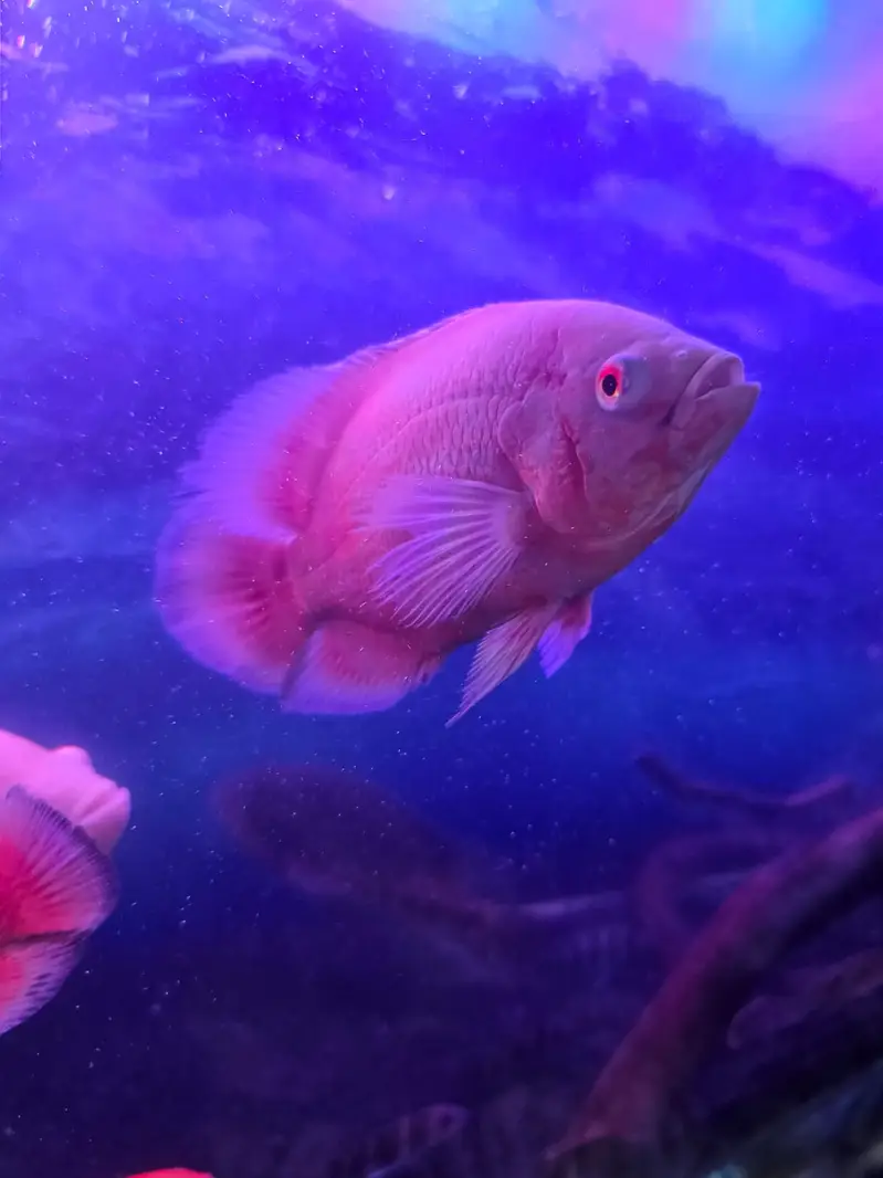 Exotic Oscar, Severum , Channa for Sale (Urgent) — photo 5