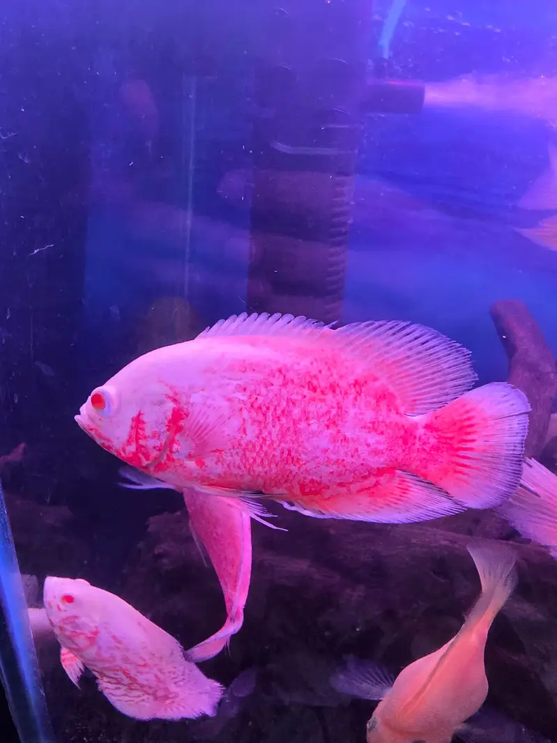 Exotic Oscar, Severum , Channa for Sale (Urgent) — photo 6