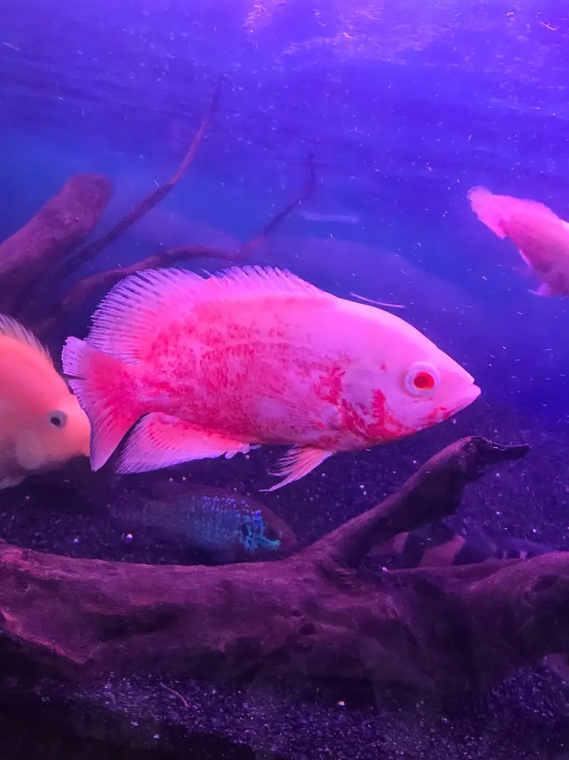 Exotic Oscar, Severum , Channa for Sale (Urgent) — photo 7