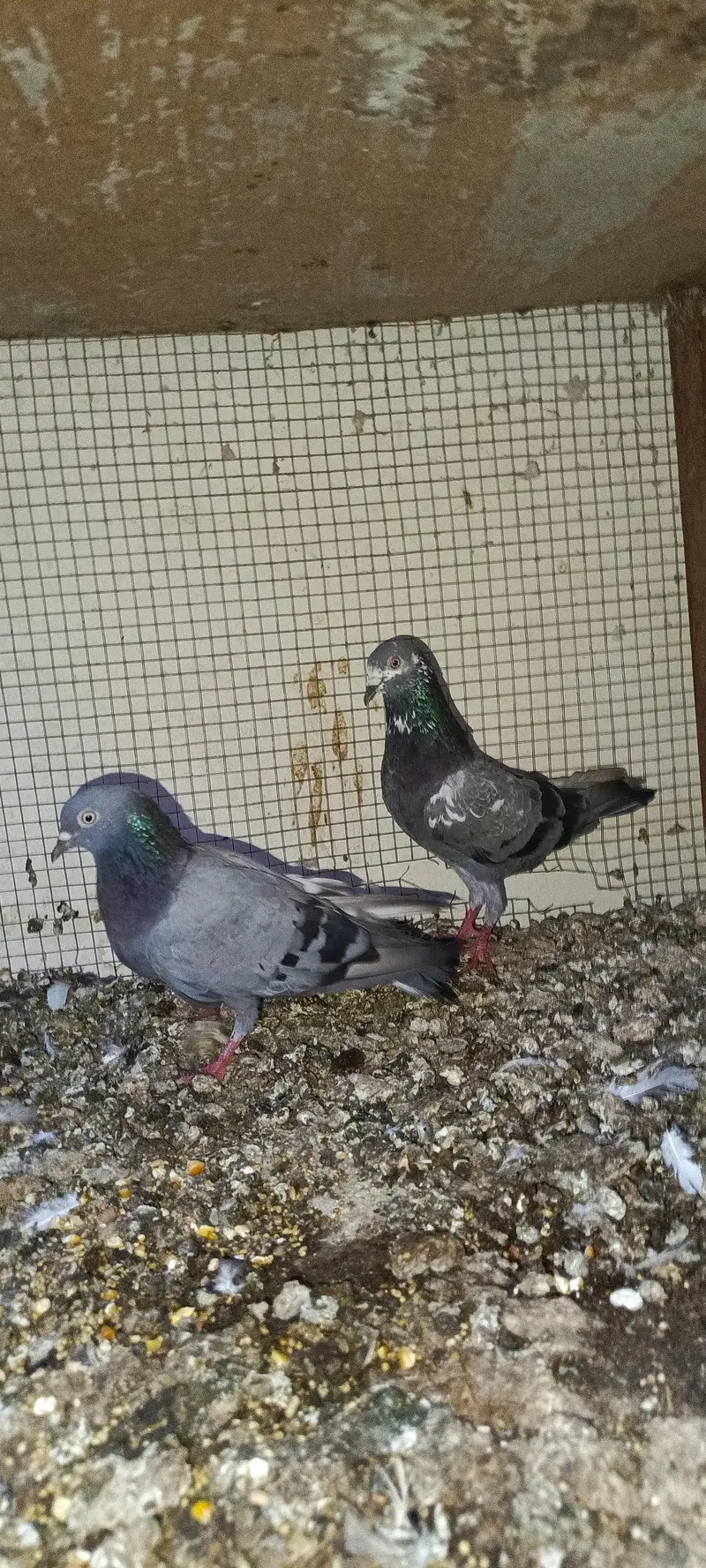 Teddy pairs for sale — photo 10