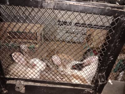 5 rabbits for sale healthy and active