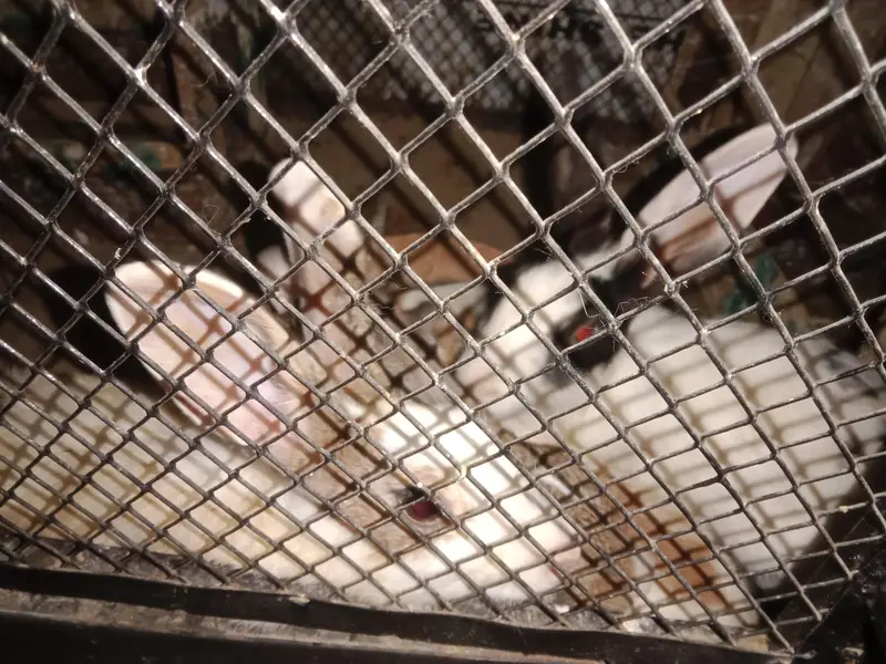 5 rabbits for sale healthy and active — photo 2