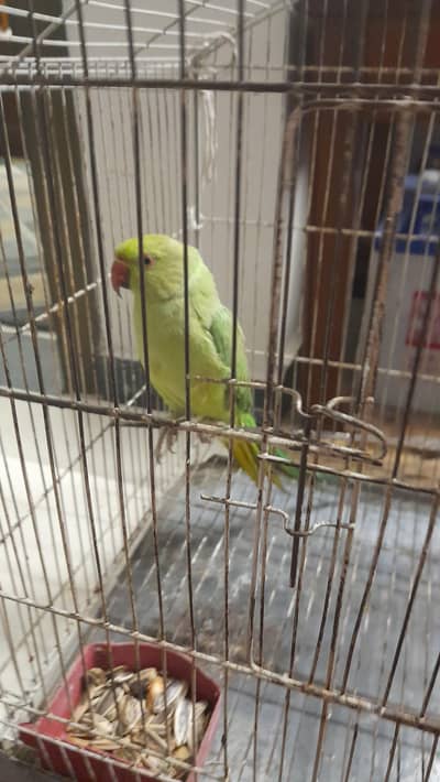 Ringneck Parrot