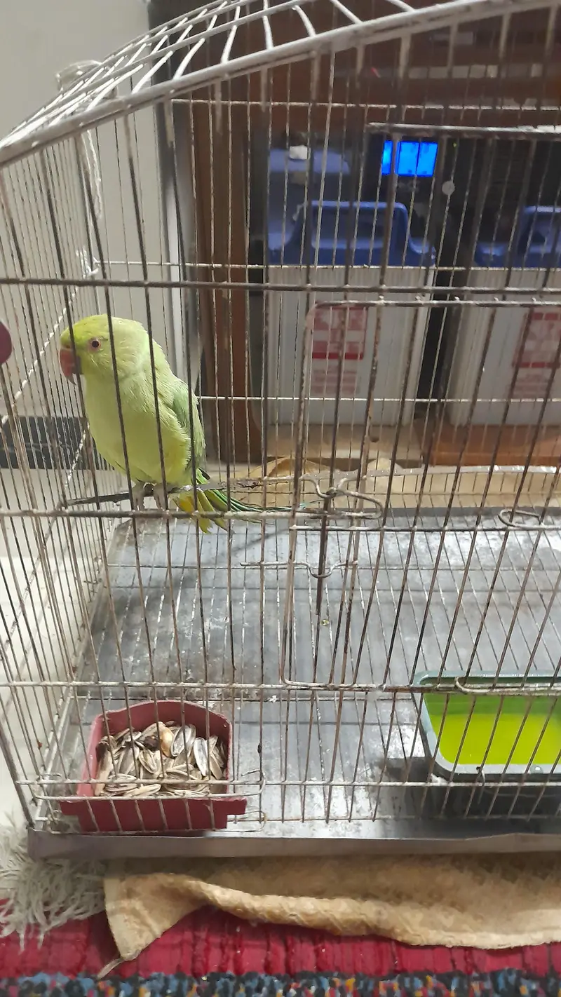 Ringneck Parrot — photo 2