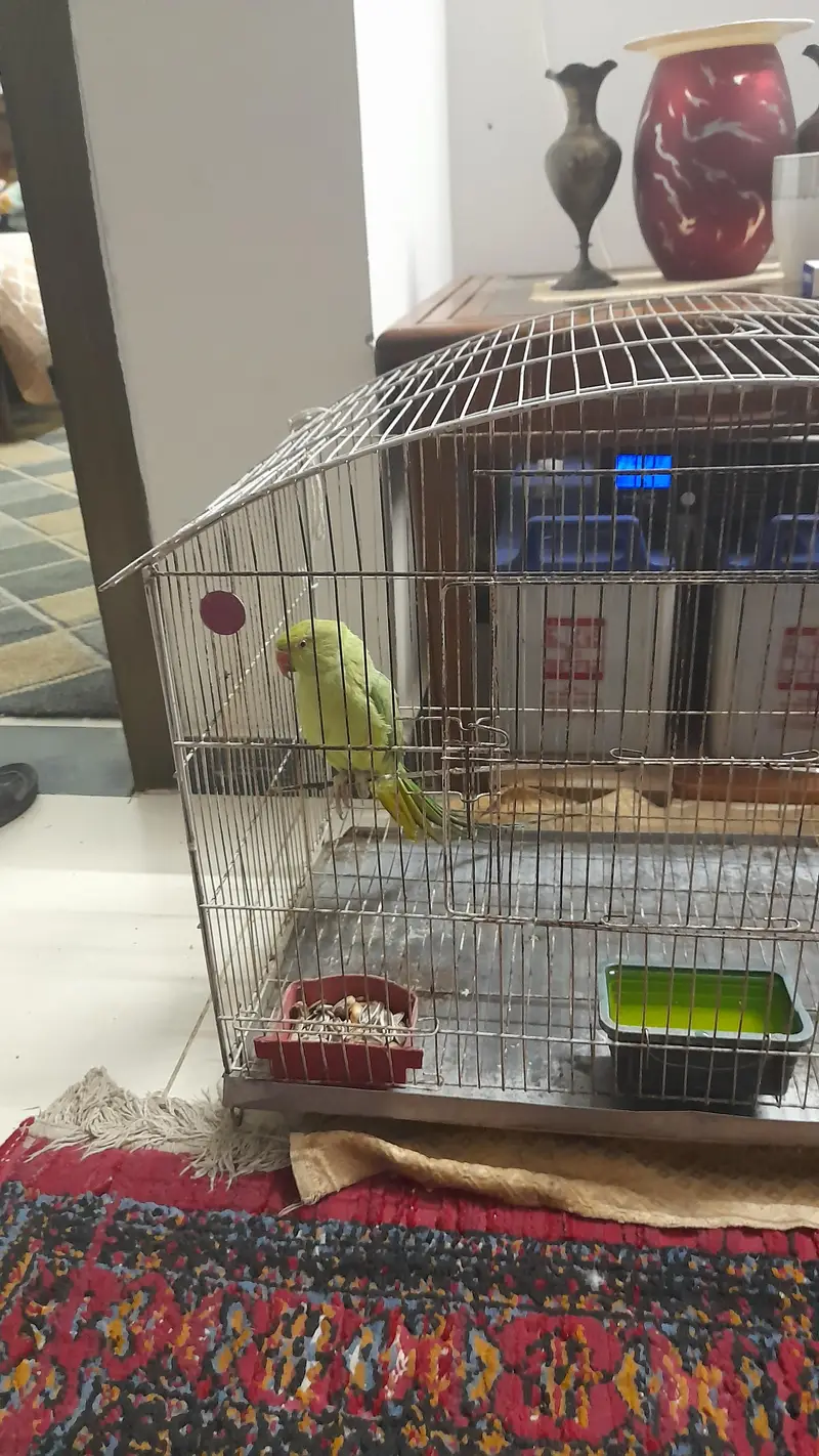 Ringneck Parrot — photo 3