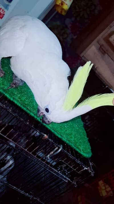 Triton cacatoo 5 manth available African grey salf