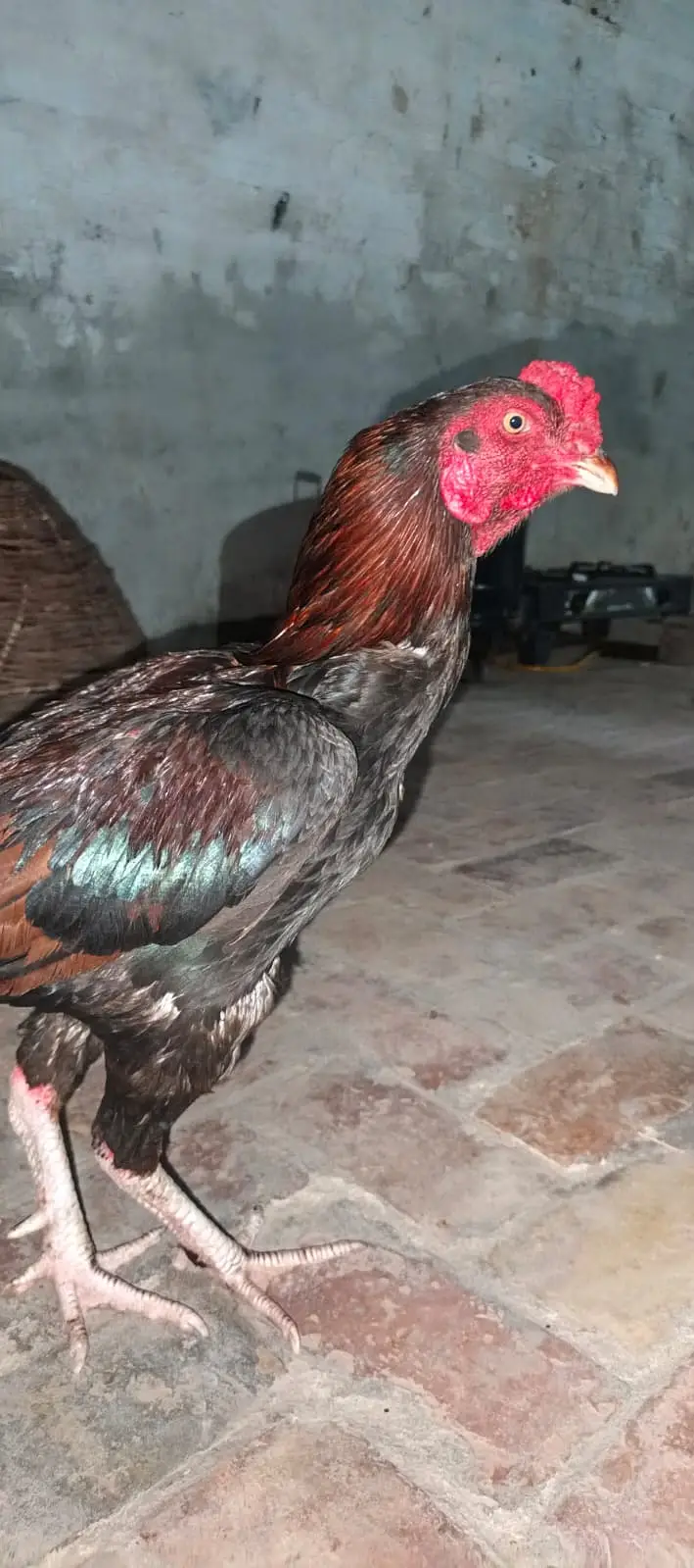 Asim Malik — photo 2
