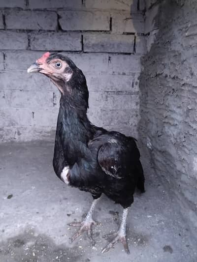 Aseel murgi for sale ha 03316427993 watsapp