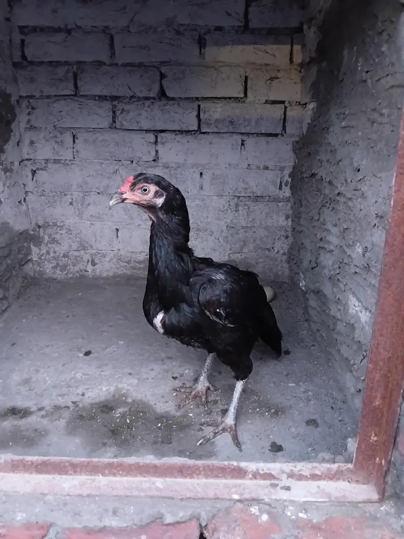 Aseel murgi for sale ha 03316427993 watsapp — photo 6