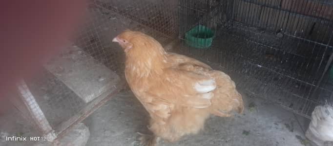 Golden Heavy Buff for sale