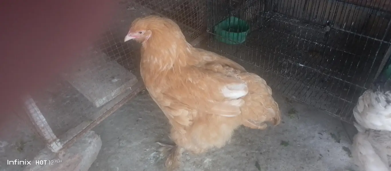 Golden Heavy Buff for sale — photo 2