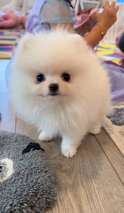 Pomeranian puppies