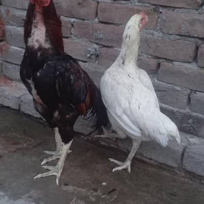 Aseel pair For sale