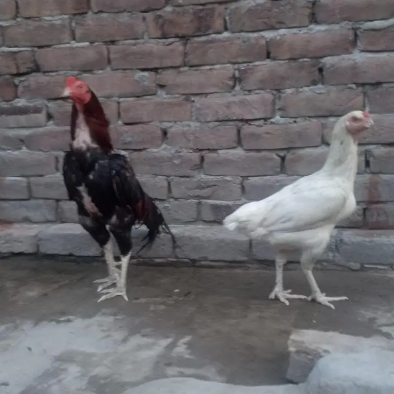 Aseel pair For sale — photo 3