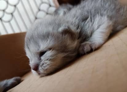 Triple Coat Persian Kittens for Sale - Sargodha