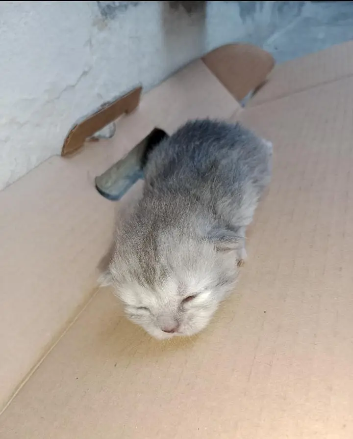 Triple Coat Persian Kittens for Sale - Sargodha — photo 2