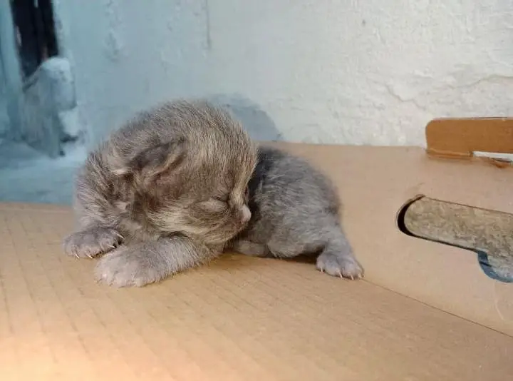 Triple Coat Persian Kittens for Sale - Sargodha — photo 3