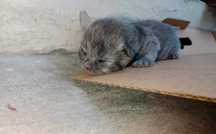 Triple Coat Persian Kittens for Sale - Sargodha — photo 4