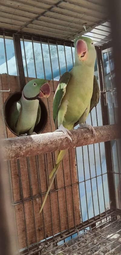 Pahari breeder pairs