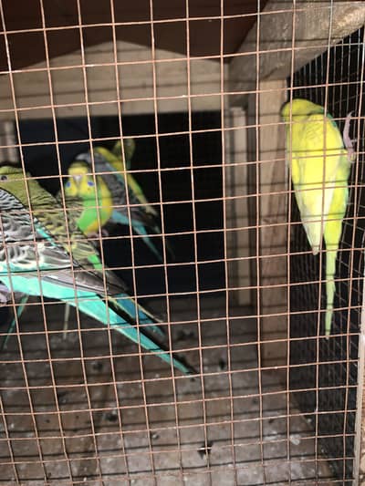 Australian Parrots
