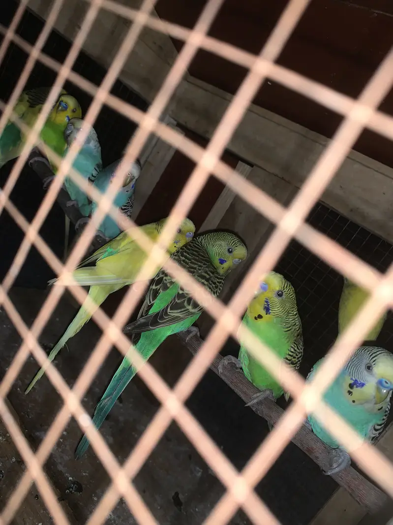 Australian Parrots — photo 2