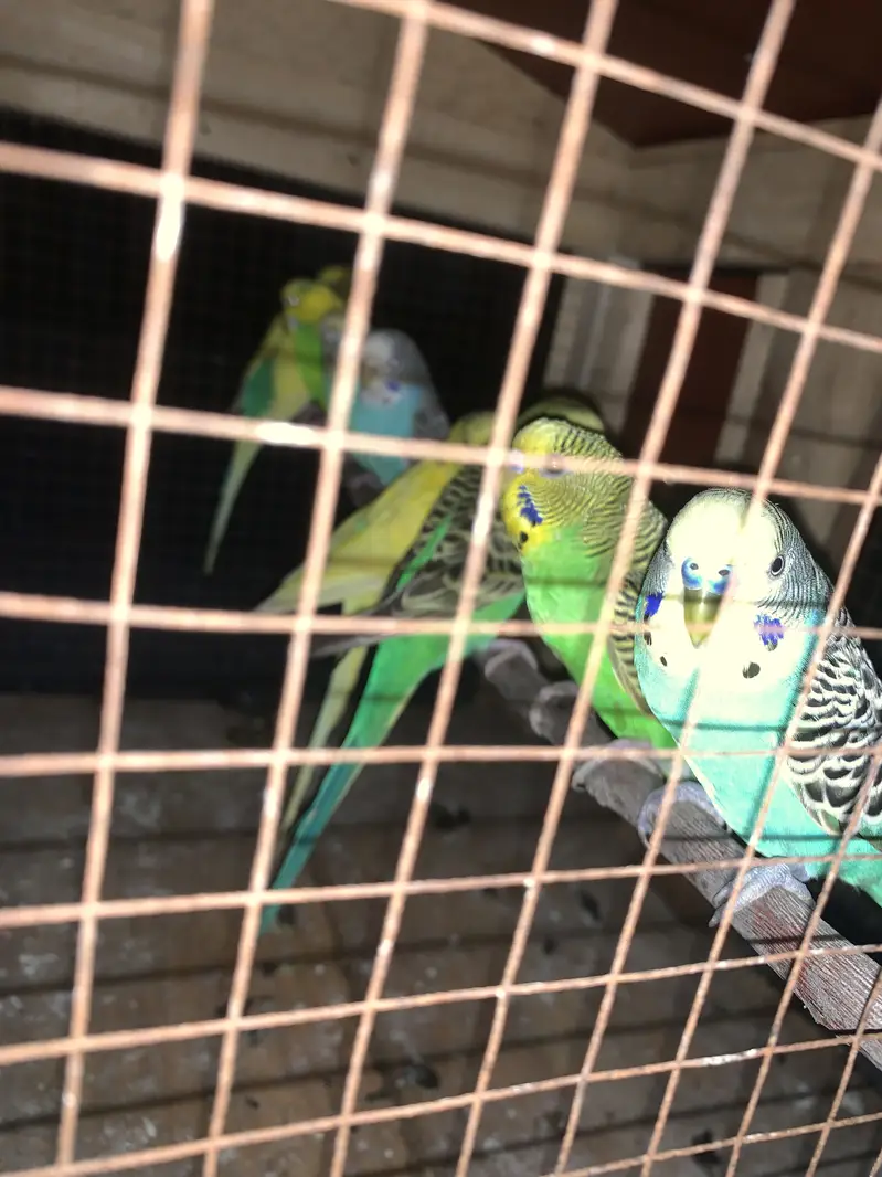 Australian Parrots — photo 3