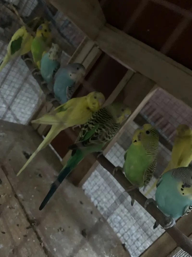 Australian Parrots — photo 4