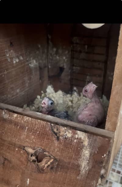 cocktail chicks