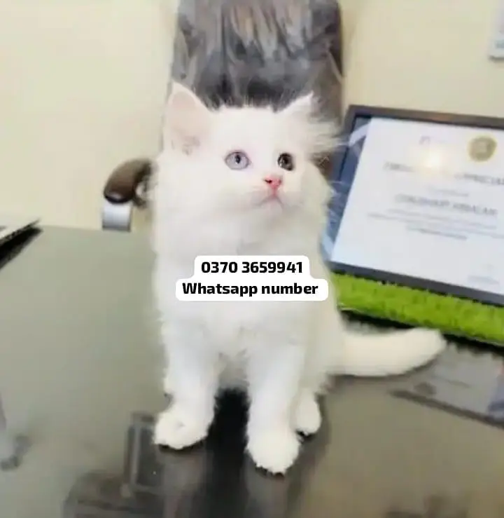 ( Persian Female Kitten ) For sale Contact WhatsApp — photo 2