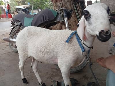 dummba