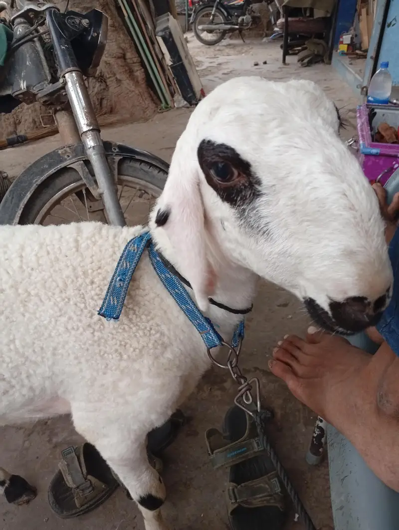 dummba — photo 2