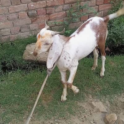 male goat for sale
