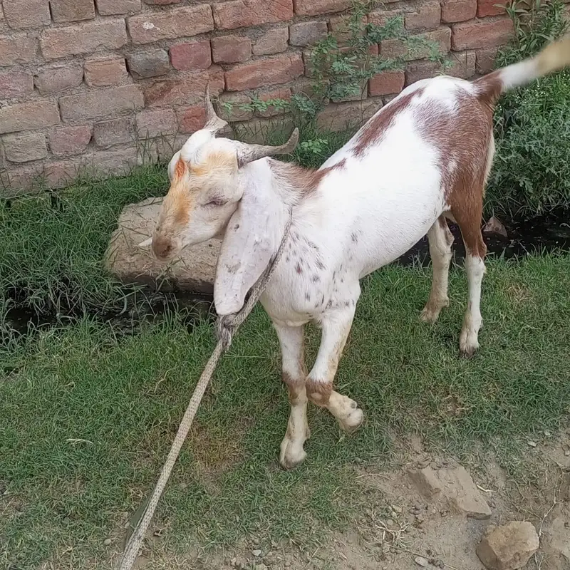 male goat for sale