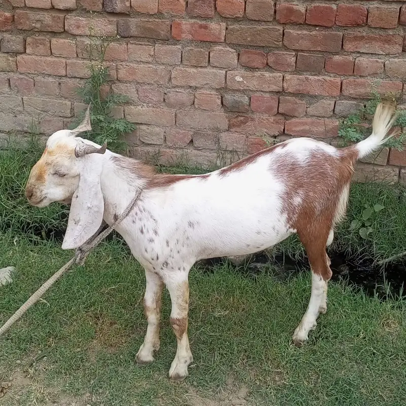 male goat for sale — photo 2